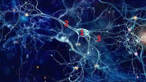 consult lem neurologie